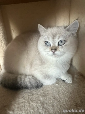 Bkh reinrasige Britisch Kurzhaar Abgabebereit