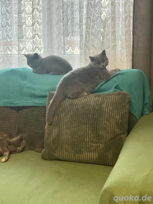 Britisch Kurzhaar Katzen