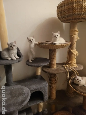 reinrassige BKH kitten weiss  