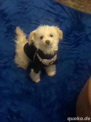 Mini-Malteser sucht Oma Opa mit Zeit vormittags