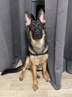 DRINGEND! Altdeutscher Schäferhund, Rüde, 8 Monate