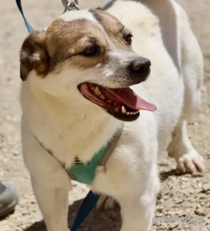 Bodeguero Andaluz mix male