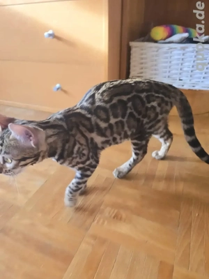 abgabebereit Bengal mit Stammbaum W M Kitten, Eltern 8 Tests Katze Kater