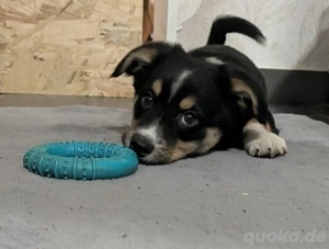 Süße Polly(4 Mon,20 cm,3,8 kg) sucht liebevolle Familie 