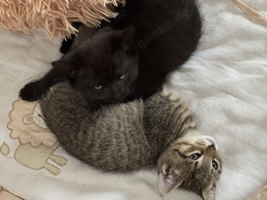 Zwei Bkh Ekh-Kitten abzugeben 