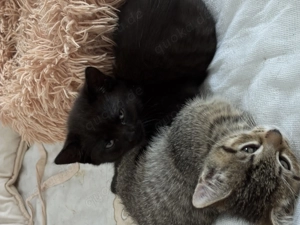 Zwei Bkh Ekh-Kitten abzugeben 