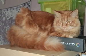 wunderschöner reinrassiger Maine Coon Kater in rot mit Stammbaum