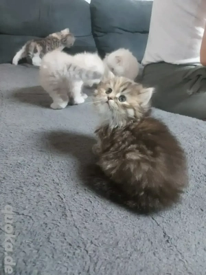 Britisch LLang&Kurzhaar katzenbabys
