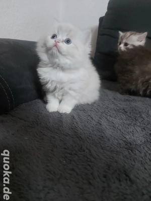 Britisch LLang&Kurzhaar katzenbabys