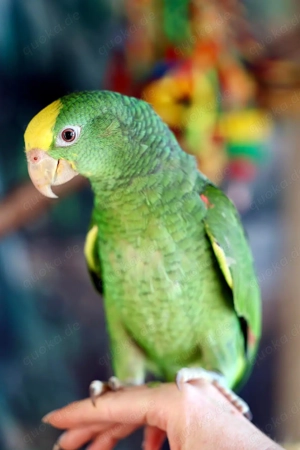 Zahmer Papagei Amazone ( W )