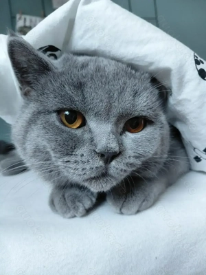 BKH Kater (kastriert) sucht ein neues zu Hause