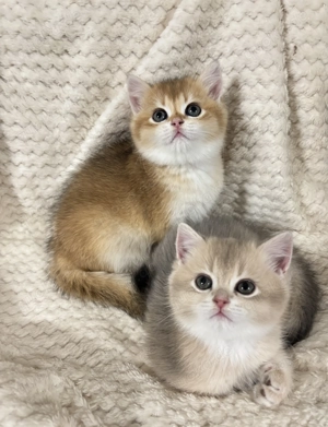 BKH Kitten suchen neue Familie !!! 