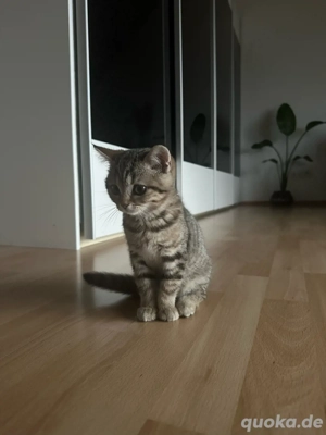 BKH Kitten weiblich mit Zubehör