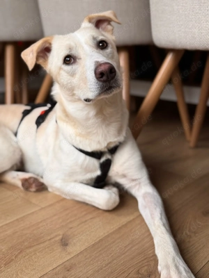 Piero sucht ein liebevolles Zuhause. 