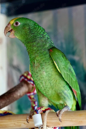 Papagei Amazone 