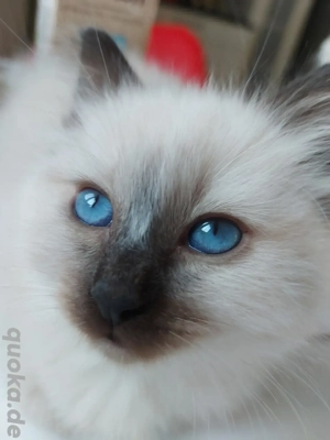 Heilige Birma-Kätzchen mit Stammbaum 