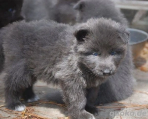 Wolfshunde zur Adoption 17668441254