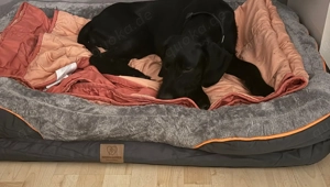 Deutscher drahthaar mischling 