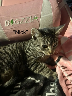 9 Jungkatzen zum verkaufen 2 würfe Katzen 