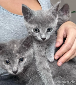 Mama russisch Blau katzen aus liebervoller Familienaufzucht 