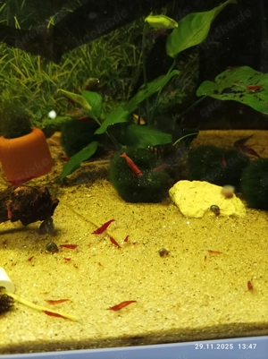  Bloody Mary Garnele Zwerggarnelen schöne rote Färbung 