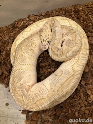 In Gefangenschaft gezüchteter Clown-Königspython   Wunderschönes Jungtier von 2025