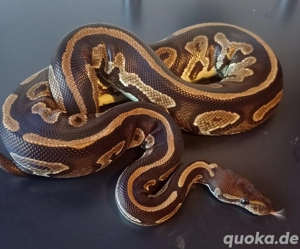 0.1 Black Pastel het Piebald 