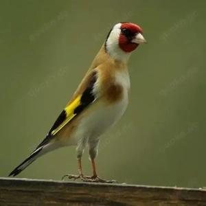 Suche nach einem weiblichen Stieglitz 