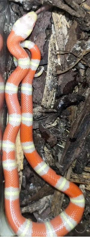 Lampropeltis nelsoni Albino 