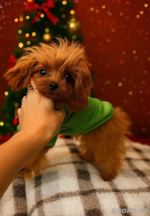 Mikro XS kleines Pudelmädchen teacup !