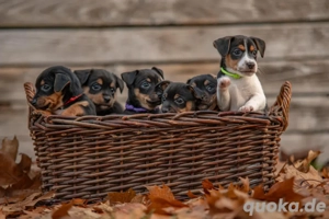 Liebevoll aufgezogene Jack Russell Mix Welpen suchen ein Zuhause 