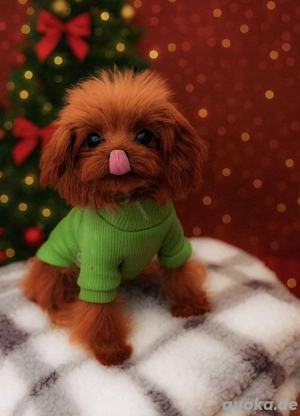 Mikro XS kleines Pudelmädchen teacup ! Bild 2