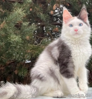 Liebenswerte Maine-Coon-Kätzchen zu verkaufen WhatsApp: 015510 546193