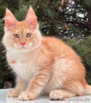 Gesunde, verspielte Maine-Coon-Kätzchen abzugeben.