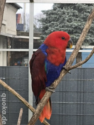 Neuguinea Edelpapagei 1.1 