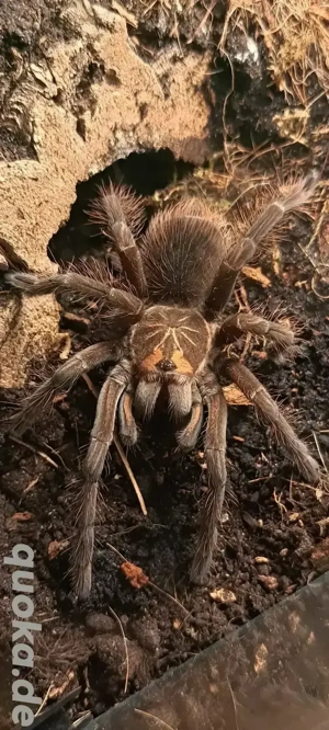 Vogelspinne pamphobeteus machala