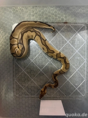 Python regius 1.0 (Spider het clown)