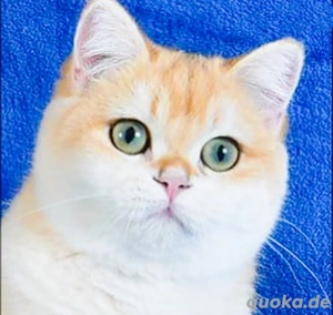 BKH  golden Hubert sucht ein neues Zuhause