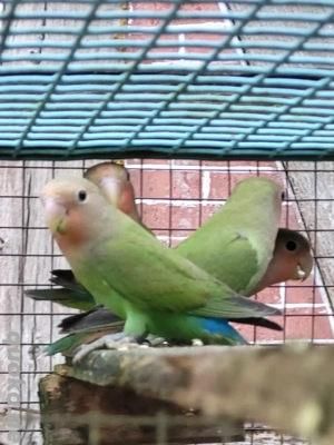 Junge Rosenköpfchen 