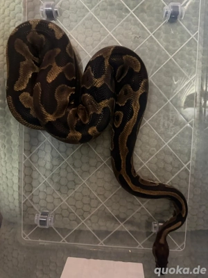 Python regius 0.1 (Leopard double het Clown)