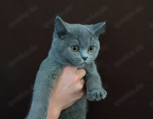 Einzigartig Mix Russisch Blau und Britisch Kurzhaar   nur ein blaugraues Kätzchenjunge verfügbar