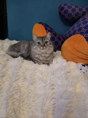 Zarte Britisch-Langhaar-Prinzessin Bell sucht ihr Für-Immer-Zuhause