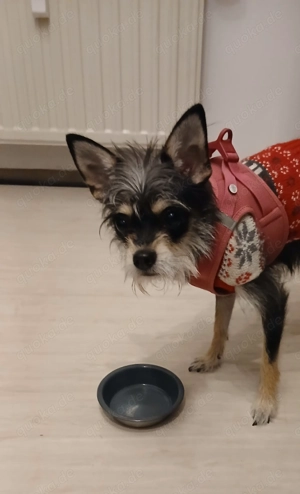 Chihuahua-Zwergschnautzer-Mix 