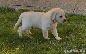 Labrador Retriever Welpen, reinras, Ahnenpass uvm.,  1 gelber Rüde nur noch frei!