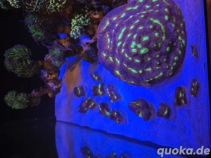 meerwasser korallen ableger chalice