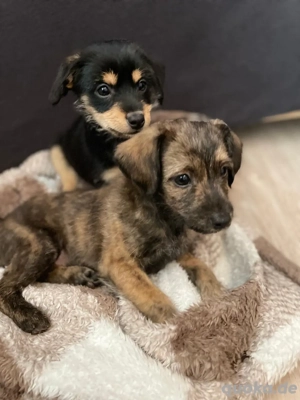 2 Welpenmix abzugeben (beide Rüden 11 Wochen) 