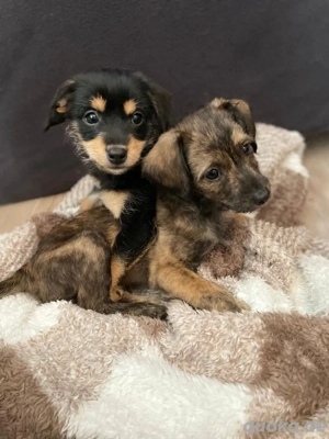 2 Welpen abzugeben (11 Wochen) 