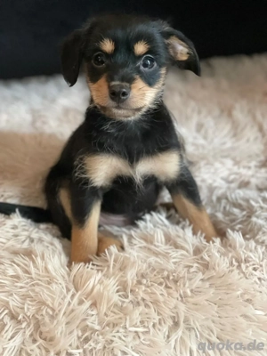Pinscher-Pudel-Mix Welpe abzugeben (11 Wochen) 
