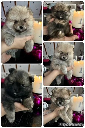 Zwergspitz Babys , vorab Resservierung möglich 