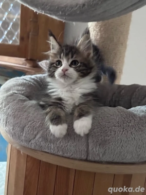 XXL Maine Coon Kitten , Katzen Kater